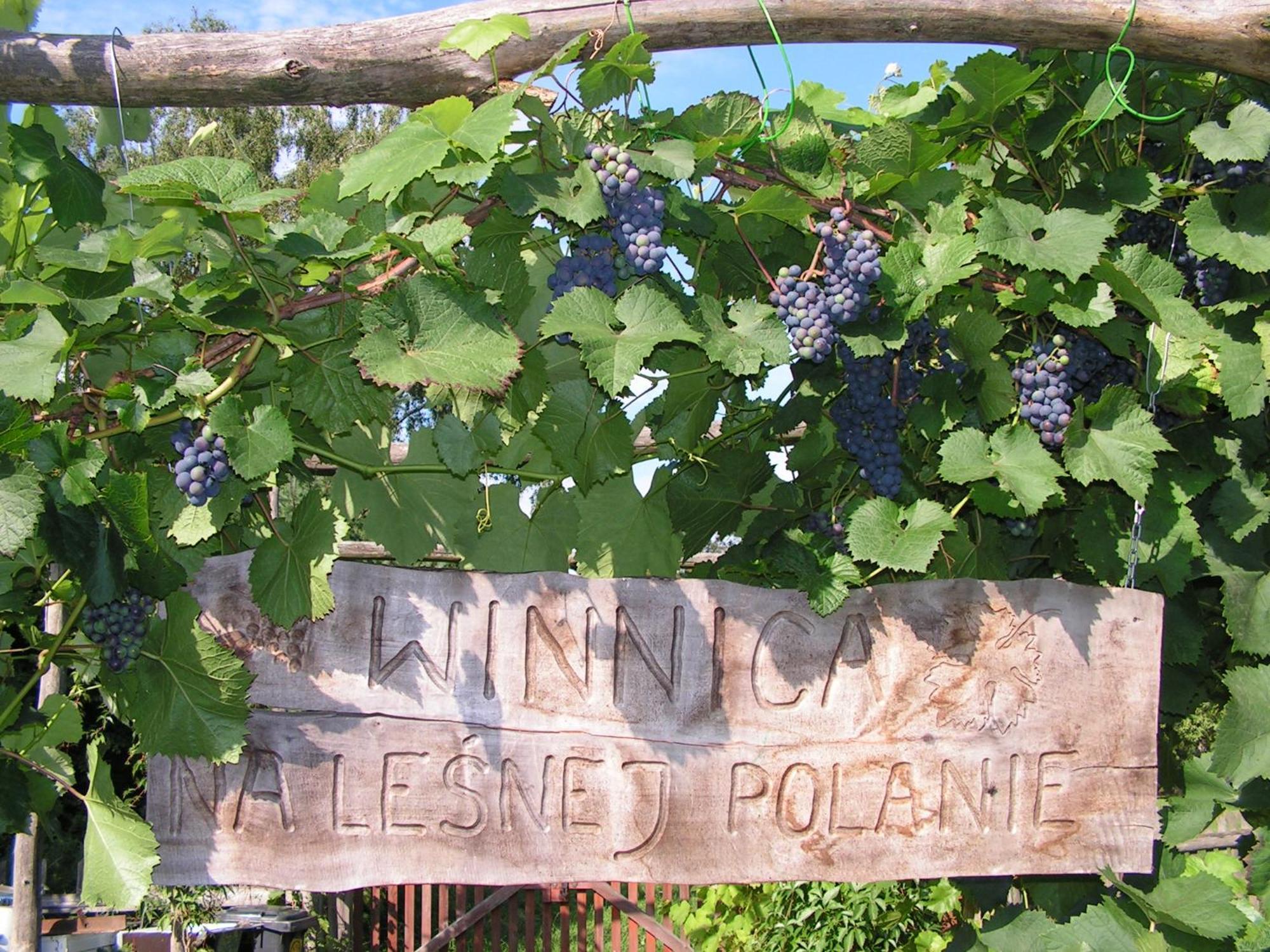 Winnica Na Lesnej Polanie Zabor Экстерьер фото
